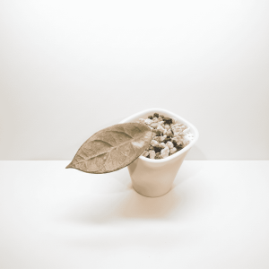 Hoya plant with leaf in small white pot, growing in soil with perlite and charcoal.