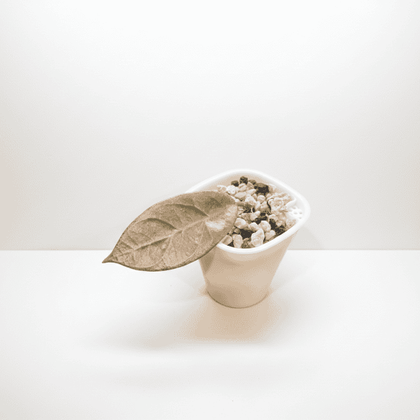 Hoya plant with leaf in small white pot, growing in soil with perlite and charcoal.