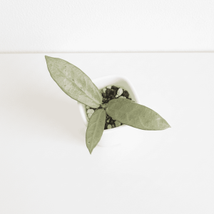 hoya-sp-lai-chau-silver-narrow-leaves)-edited_3 Hoya plant seedling in small pot, indoor plant care, houseplant growth.