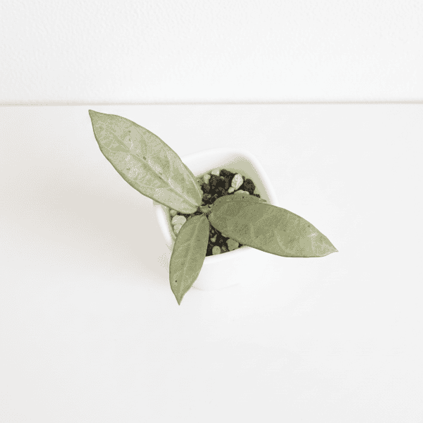 Hoya plant seedling in small pot, indoor plant care, houseplant growth.