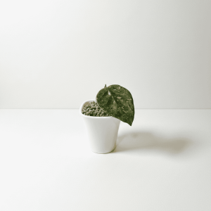 Hoya plant with variegated leaves in a white pot, perfect for indoor gardening.