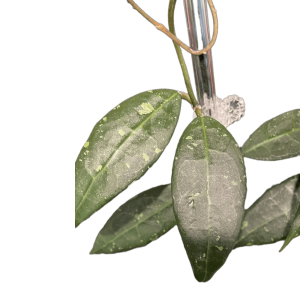 Hoya plant with lush green variegated leaves, ideal for indoor gardening and decorative displays.