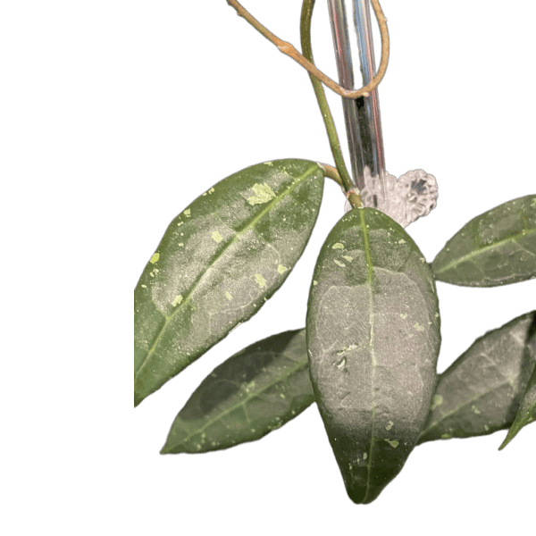 Hoya Plant with Green Leaves Hoya plant with lush green variegated leaves, ideal for indoor gardening and decorative displays.