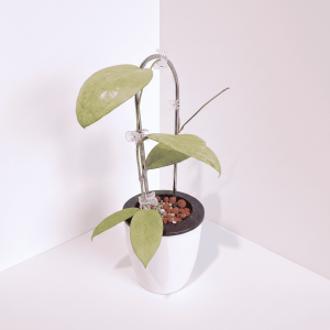 Hoya plant with large leaves in a white pot, indoor plant care.