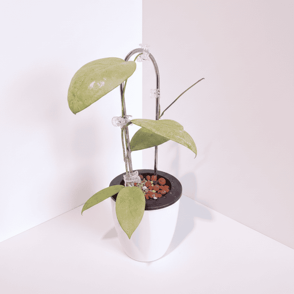 Hoya plant with large leaves in a white pot, indoor plant care.