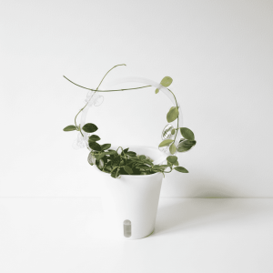 Hoya plant with trailing vines in a white pot, ideal for indoor gardening.
