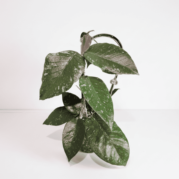 Hoya plant with variegated green leaves in a small pot.
