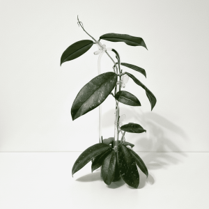 Hoya plant with trailing vines and glossy leaves, perfect for indoor gardening enthusiasts.