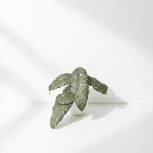 Hoya plant with variegated leaves in a white pot on a white background.