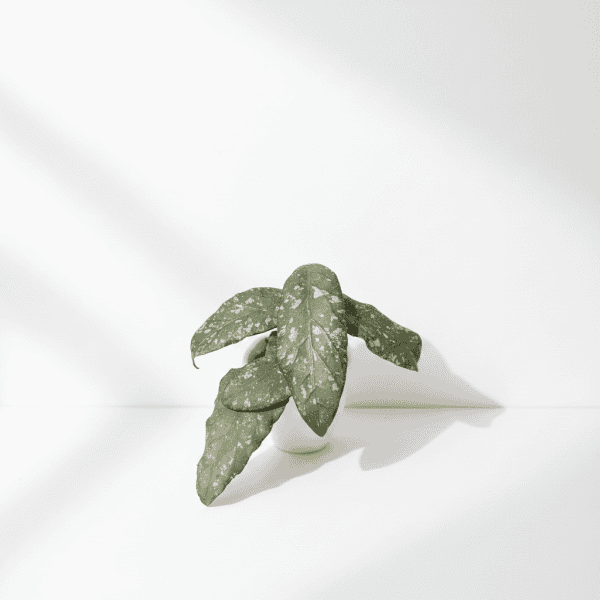 Hoya plant with variegated leaves in a white pot on a white background.
