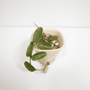 Hoya plant in small pot Hoya plant with thick, glossy leaves in a white pot.