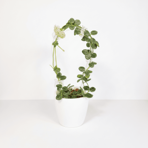 Hoya plant with trailing vines and white flowers in a white pot.