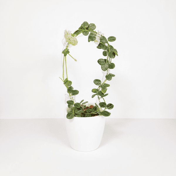 Hoya plant with trailing vines and white flowers in a white pot.