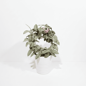Hoya Plant in White Pot Hoya plant with pink flowers in a white pot, indoor plant care.