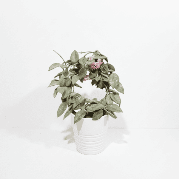 Hoya plant with pink flowers in a white pot, indoor plant care.