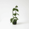 Healthy Hoya plant with glossy green leaves in a black pot.