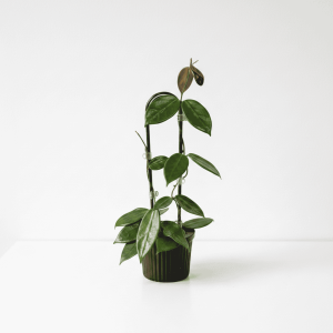 Healthy Hoya plant with glossy green leaves in a black pot.