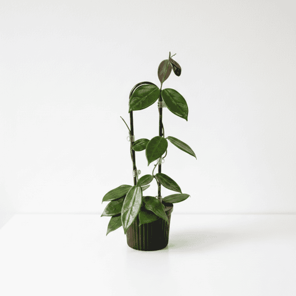 Healthy Hoya plant with glossy green leaves in a black pot.