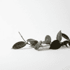 Close-up of a Hoya plant branch with dark green, glossy leaves on a white background.