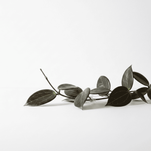 Close-up of a Hoya plant branch with dark green, glossy leaves on a white background.