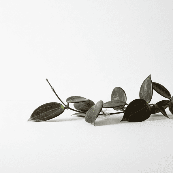 Close-up of a Hoya plant branch with dark green, glossy leaves on a white background.