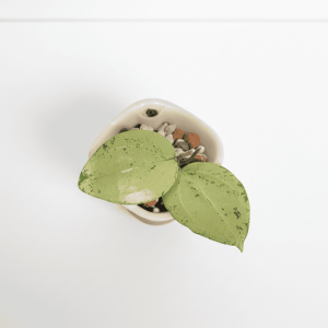 Hoya plant with variegated leaves in a small white pot.