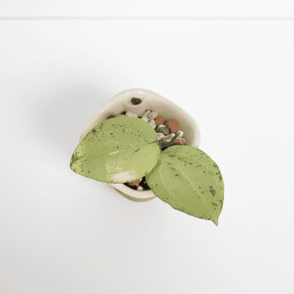 Hoya plant with variegated leaves in a small white pot.