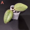 Rooted Hoya ‘Mayumi’ plant in small pot.