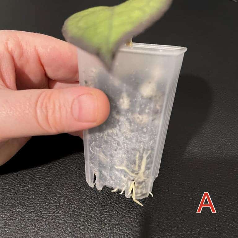 Healthy Hoya ‘Mayumi’ rooted cutting in a clear plastic pot.
