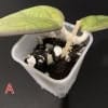 Healthy Hoya ‘Mayumi’ plant cutting in soil.