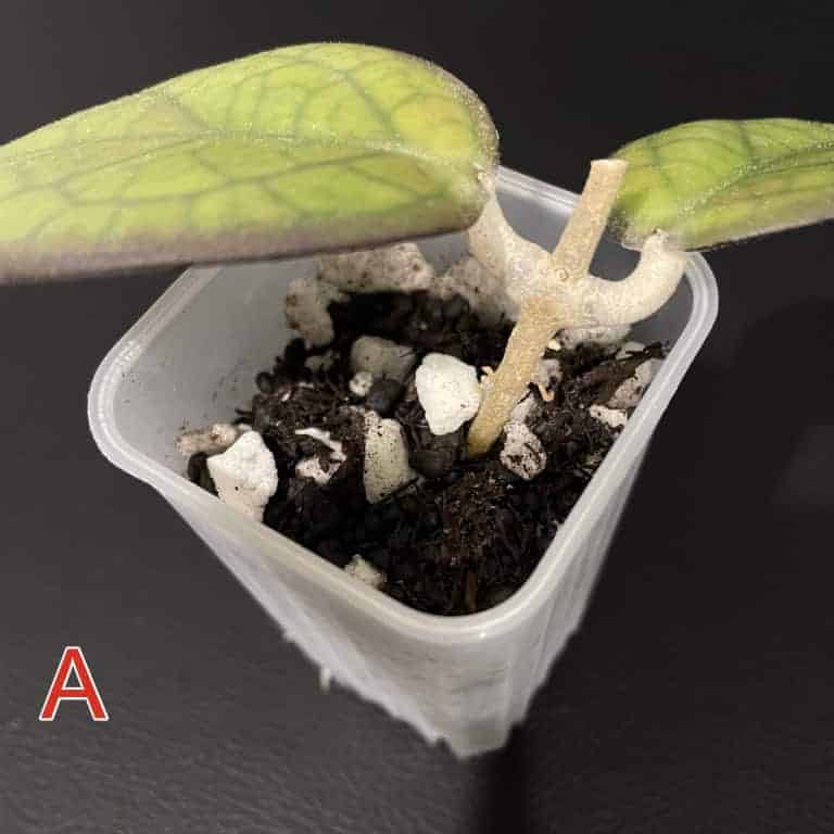 Healthy Hoya ‘Mayumi’ plant cutting in soil.