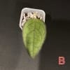 Hoya ‘Mayumi’ rooted cutting in a small pot, showcasing vibrant green foliage.