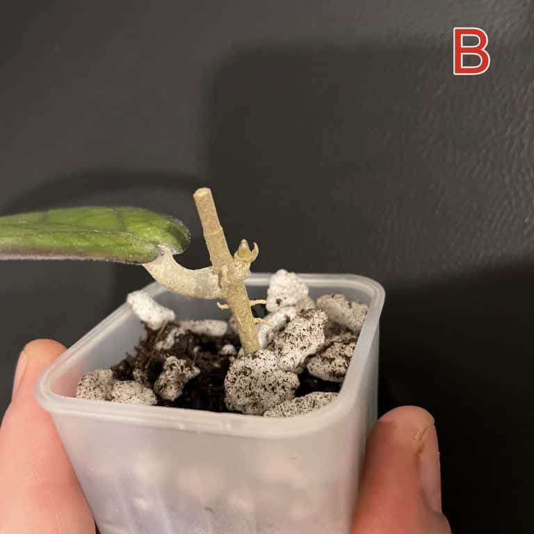 Rooted Hoya ‘Mayumi’ plant cutting for sale.