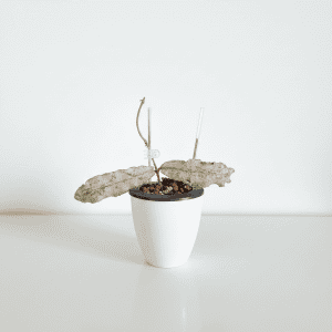 Hoya plant in white pot with soil, close-up of succulent foliage.