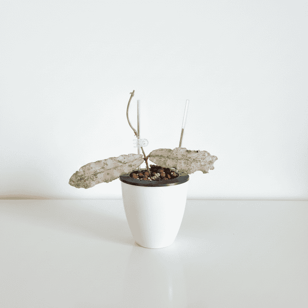 undulata-silver-1 Hoya plant in white pot with soil, close-up of succulent foliage.