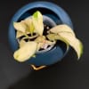 Hoya plant with variegated leaves in a blue decorative pot.
