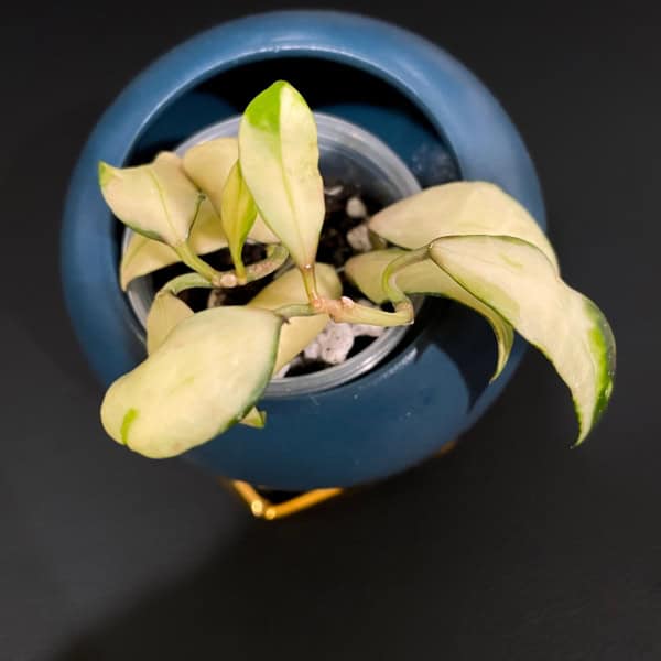 Hoya plant with variegated leaves in a blue decorative pot.