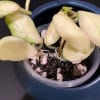 Young Hoya plant cuttings in soil for propagation, healthy and vibrant.