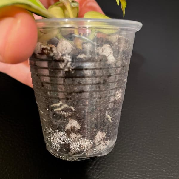 Young Hoya plant cutting in transparent cup for propagation, showing roots and soil.