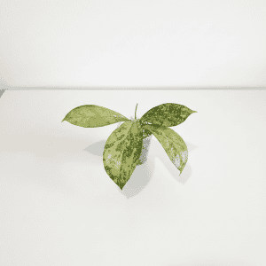 Hoya plant in small pot on white surface Hoya plant with variegated leaves in small pot, indoor decor.