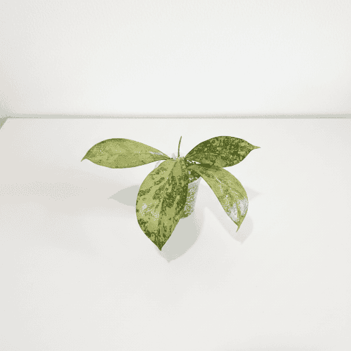 Hoya plant with variegated leaves in small pot, indoor decor.