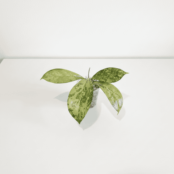 Hoya plant with variegated leaves in small pot, indoor decor.