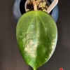 Hoya plant leaf with pot, close-up of Hoya foliage and soil.