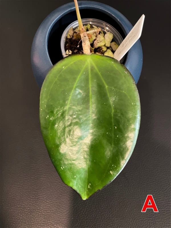 Hoya plant leaf with pot, close-up of Hoya foliage and soil.