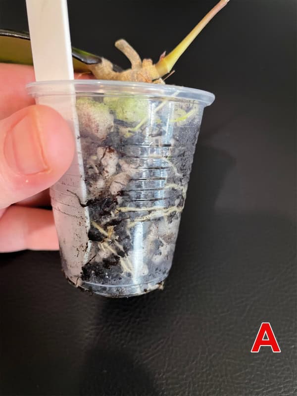 Young Hoya plant cutting in transparent cup with soil and roots.