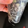 Hoya plant cutting in a small clear plastic pot, showing roots and soil, ready for propagation or gr.