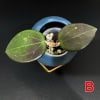 Hoya plant with dark green, glossy leaves in a stylish blue pot.