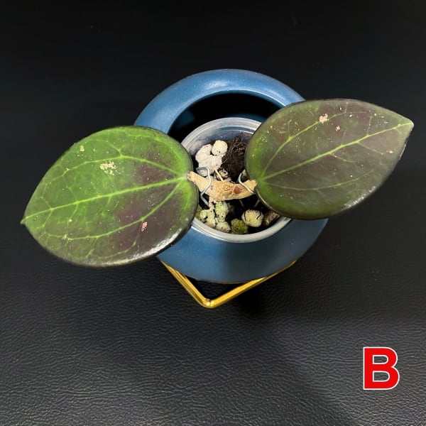 Hoya plant with dark green, glossy leaves in a stylish blue pot.