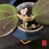 Hoya plant cutting in soil with roots developing, ready for potting.