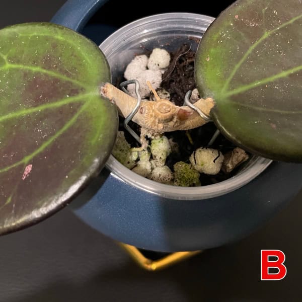 Hoya plant cutting in soil with roots developing, ready for potting.